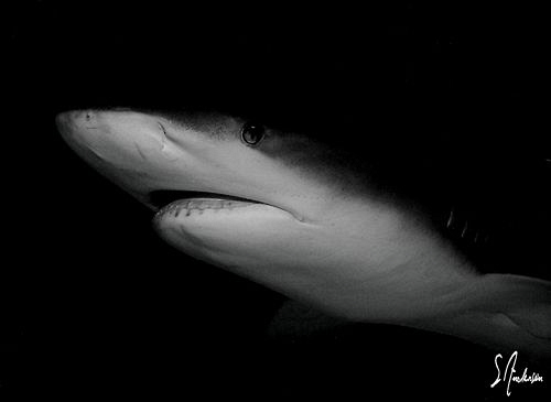 This image of a Caribbean Reef shark is one of many taken... by Steven Anderson 