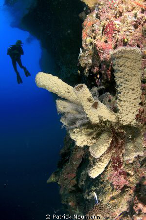 wall diving papua by Patrick Neumann 