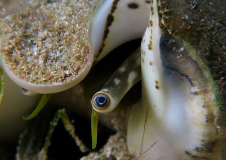 Blue eyed conch. by Juan Torres 
