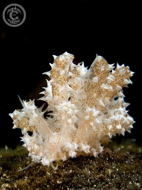 Coral Mimic Nudibranch.  Took forever to get a quality sh... by Stephen Holinski 