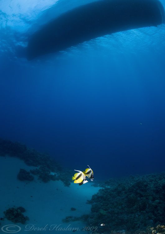 Red sea bannerfish under the boat. D3, 16mm. by Derek Haslam 