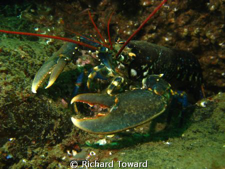 Lobster taken off Eyemouth, Scotland with canon a570is an... by Richard Toward 