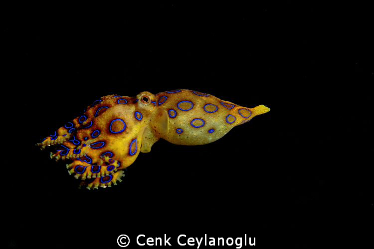 Blue ring octopus on a night dive.

 by Cenk Ceylanoglu 