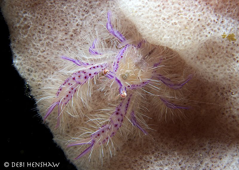 "Pinky Punky" Hairy Squat Lobster by Debi Henshaw 