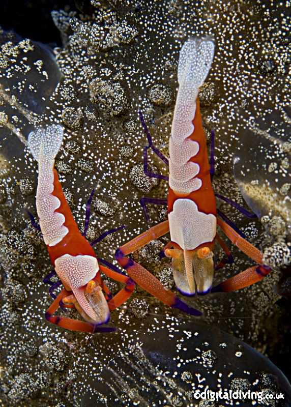 Pair of Imperial Partner Shrimps on a Nudibranch (Melibe ... by David Henshaw 