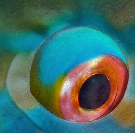 Parrotfish eye by Martin Dalsaso 