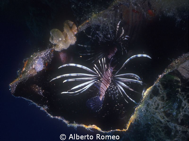 "Pterois volitans" in  the hatchway  of the wreck  of Ced... by Alberto Romeo 