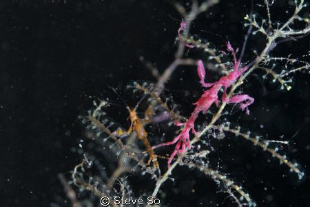 I found two different color sekeleton shrimp at night div... by Steve So 