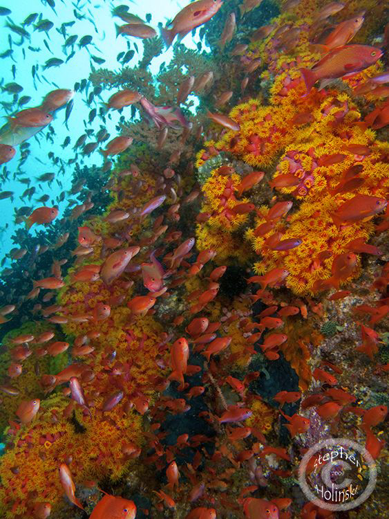 Its all about the Anthias!  Good current on this dive bro... by Stephen Holinski 