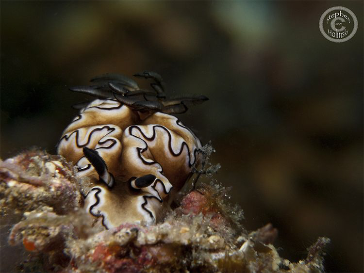 Overweight nudi.  Canon G10, dual Inon UCL165, Sea and Se... by Stephen Holinski 