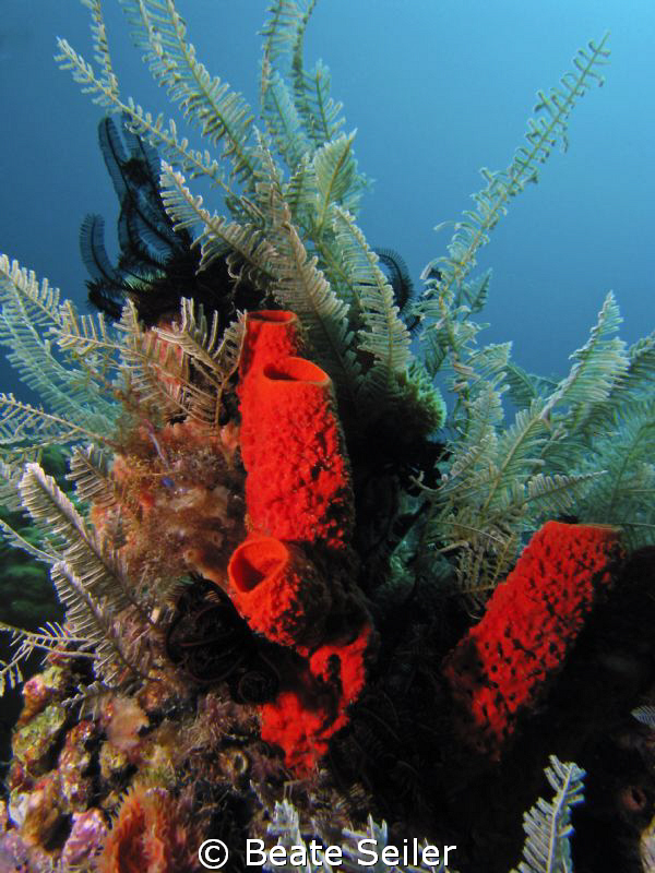Red sponge ,taken at Wakatobi with Canon S70 an Inon Z240 by Beate Seiler 