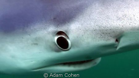 Blue shark: This beauty came right up to the video port a... by Adam Cohen 