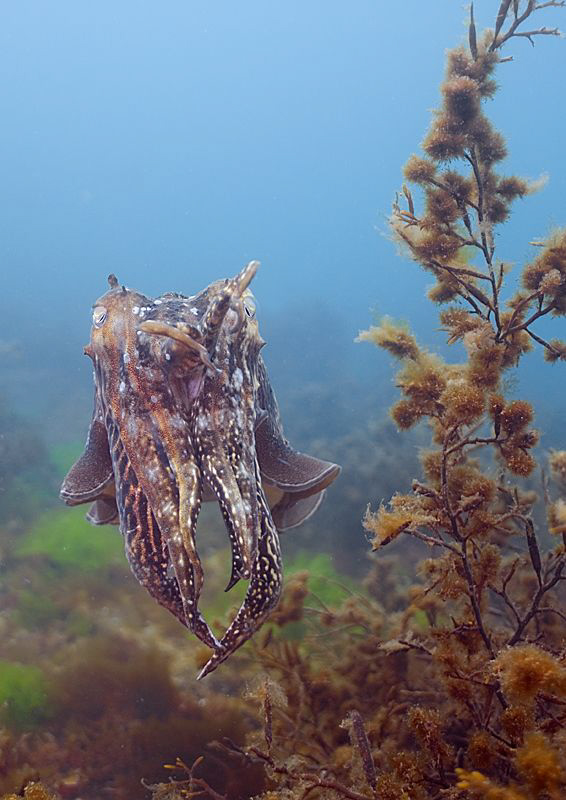 Cuttlefish.
Babbacombe, May 09.
D200 20mm. by Mark Thomas 