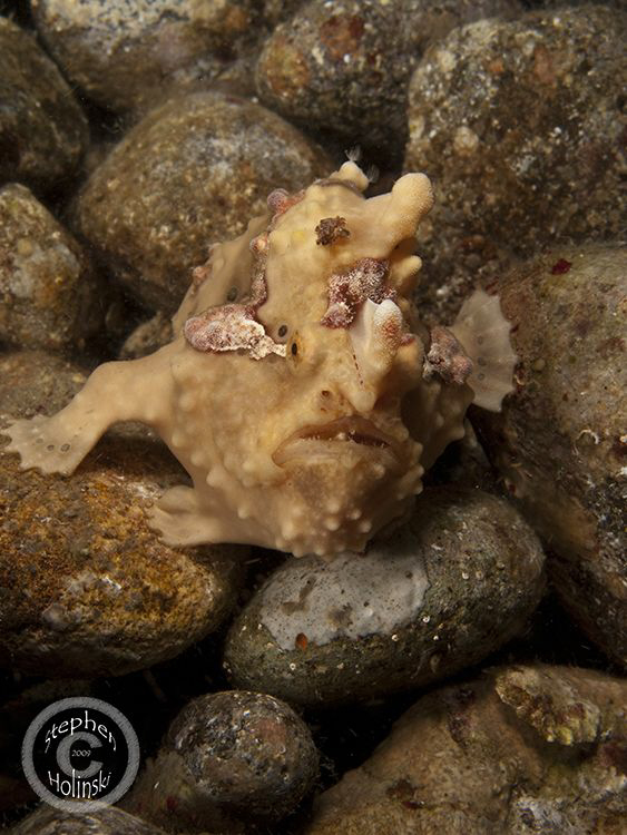 Painted Frogfish blending in with the rocks in Anilao.  C... by Stephen Holinski 