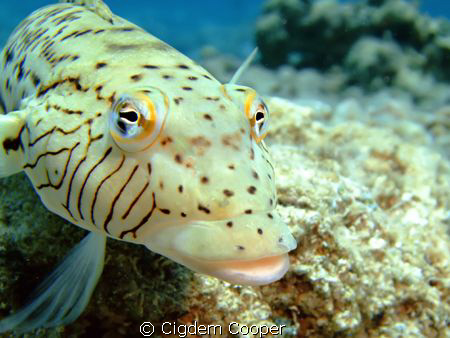 Speckled sandperch. 
Taken at Shark's Bay with Fuji f50 ... by Cigdem Cooper 