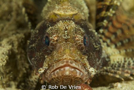 Shortfin Scoprionfish on a slope in Wakatobi, Indonesia. ... by Rob De Vries 