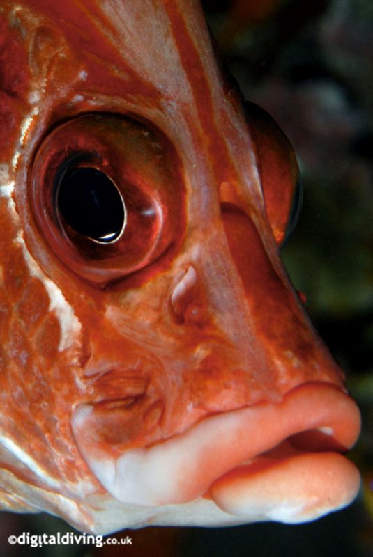 "Red Face" a portrait of a Giant Squirrelfish taken in th... by David Henshaw 