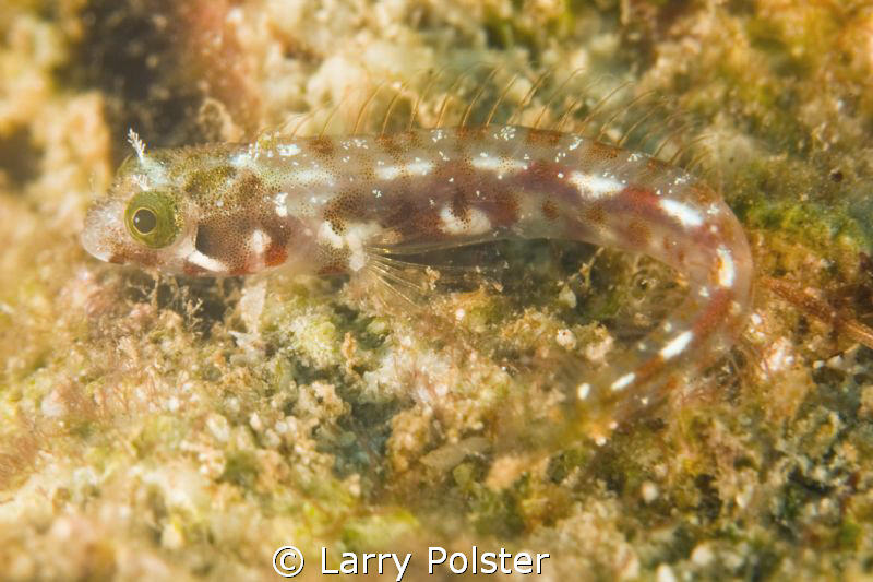 Junk Blenny out of his hole, Critter Dive with Bill Tewes... by Larry Polster 