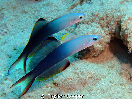 Blackfin dartfish (Ptereleotris evides)
(Fuji f50 and Fa... by Cigdem Cooper 