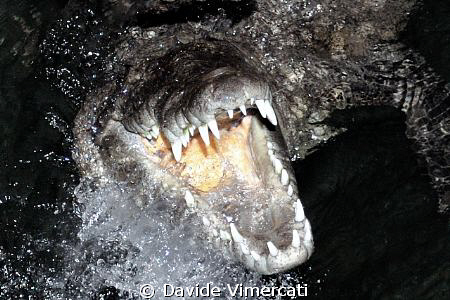 Crocodile Franco shows his best smile for the guests of T... by Davide Vimercati 