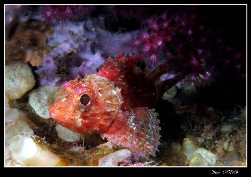 A young scorpionfish :-D by Daniel Strub 