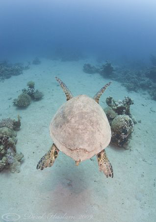 Hawksbill turtle. Marsa Alam. D3, 16mm. by Derek Haslam 