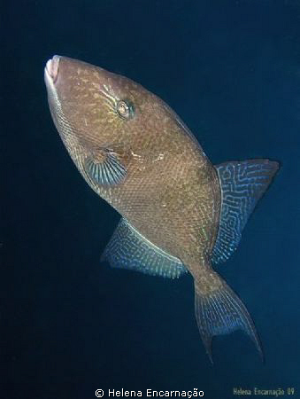 Delicate swimming. Triggerfish (Balistes capriscus). by Helena Encarnação 