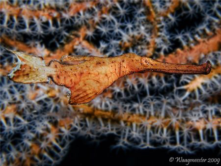 Ghost-Pipefish (Solenostomus sp.), Tulamben, Bali (Canon ... by Marco Waagmeester 