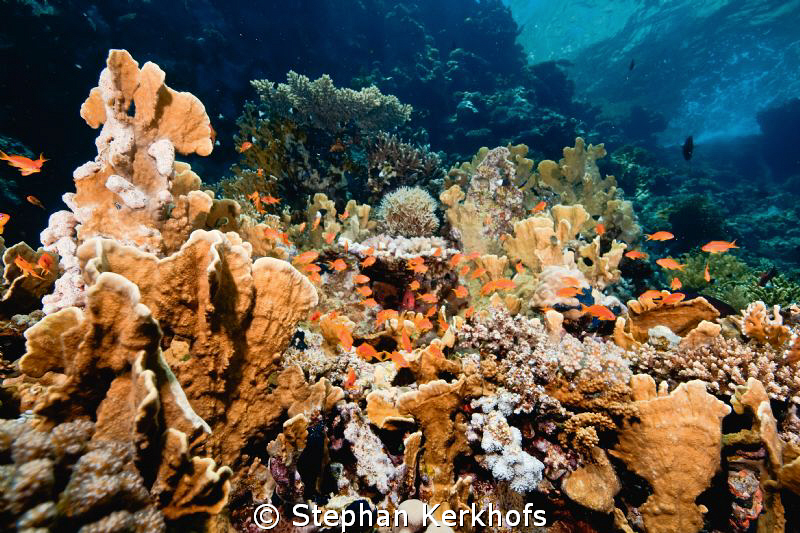 Plate fire coral taken at Shark Observatory, Ras Mohammed. by Stephan Kerkhofs 