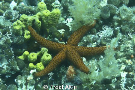 starfish by Erdal Altın 