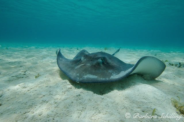 Stingray foraging in a very shallow lagoon by Barbara Schilling 