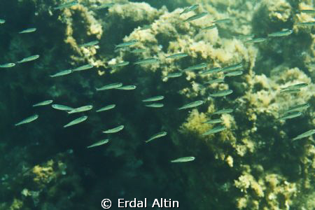 silver fishes by Erdal Altın 