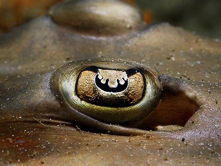 "EYE" Eastern Shovelnose Ray. Fly Point Dive Site in Nels... by Ken Thongpila 