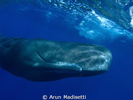 Mr Big. 
Sperm whale taken 5 miles off Dominica, Olympus... by Arun Madisetti 