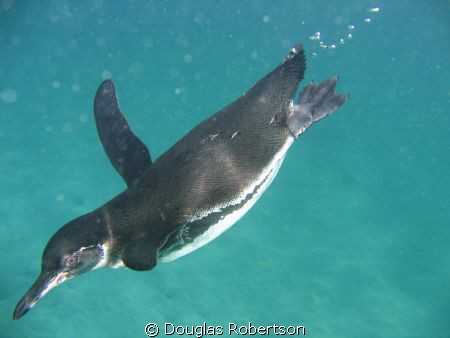 Diving penguin, Galapagos Islands by Douglas Robertson 
