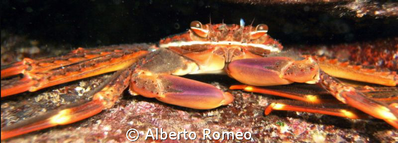The alien crab Percnon gibbesi come from Caraibic sea to ... by Alberto Romeo 