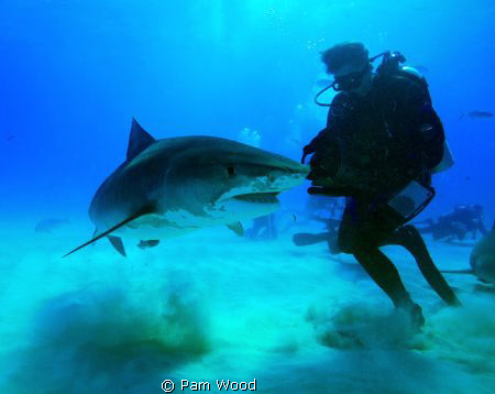 This Tiger Shark appears to be doing a dance with the pho... by Pam Wood 