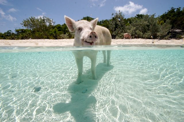 Pigs cooling down in the mid day heat ;-) by Barbara Schilling 