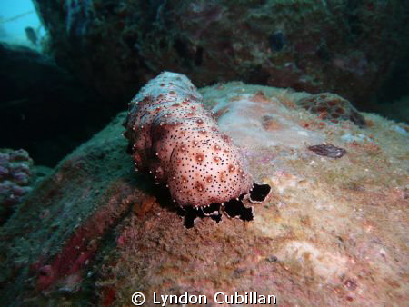 Sea Cucumber taken by a Lumix TZ3 and no external Strobe by Lyndon Cubillan 