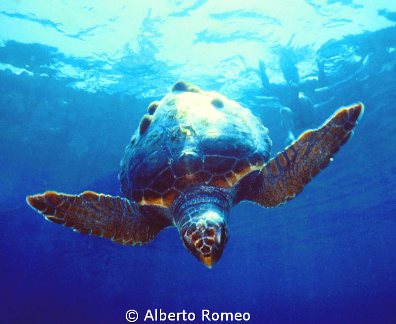 "I like to fly". A turtle Caretta caretta and a skindiver... by Alberto Romeo 