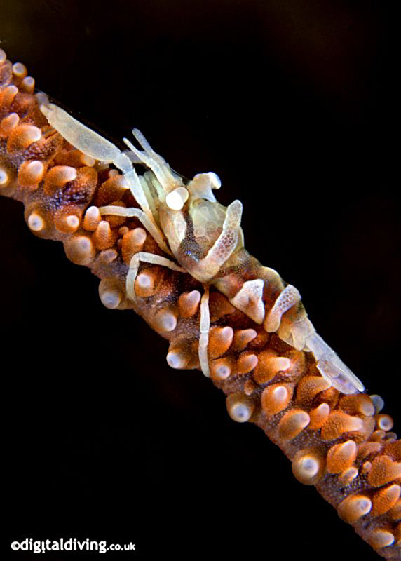Commensal Shrimp on Whip Coral. Taken with D200 and 105mm... by David Henshaw 
