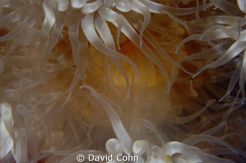 anemone tentacles composed in ans "artsy" fashion with de... by David Cohn 