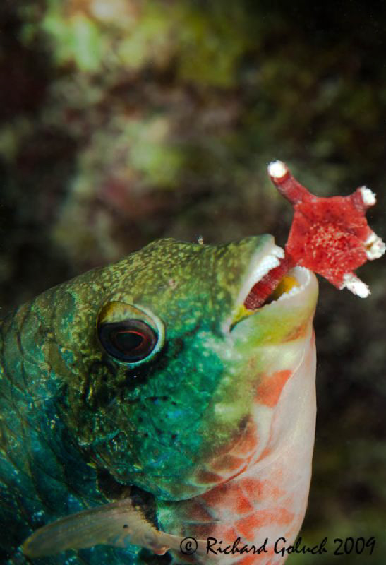Parrotfish feeding on a Sea Star-Bonaire by Richard Goluch 