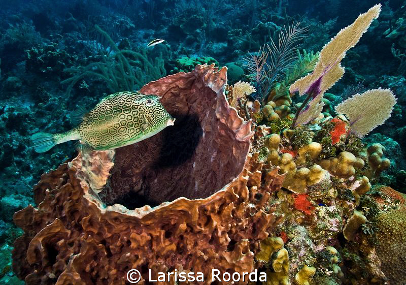 A honeycomb cowfish (Acanthostracion polygonia) taken at ... by Larissa Roorda 