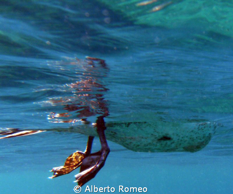 Today when I go up to the surface I see this feet swimmin... by Alberto Romeo 