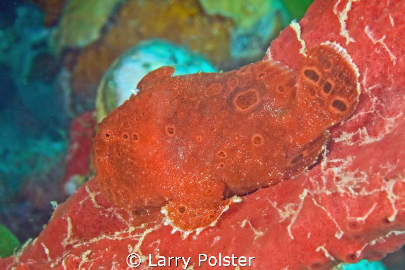 Dark froggie on red sponge...D300-60mm by Larry Polster 