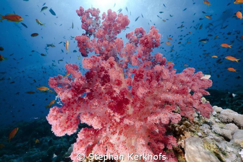 Wonderfull softcoral taken at Jackson reef, Tiran. by Stephan Kerkhofs 