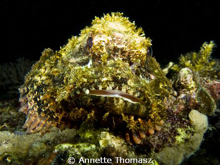 Stone fish Al-Capone, complete with stone cigar in mouth!... by Annette Thomasz 