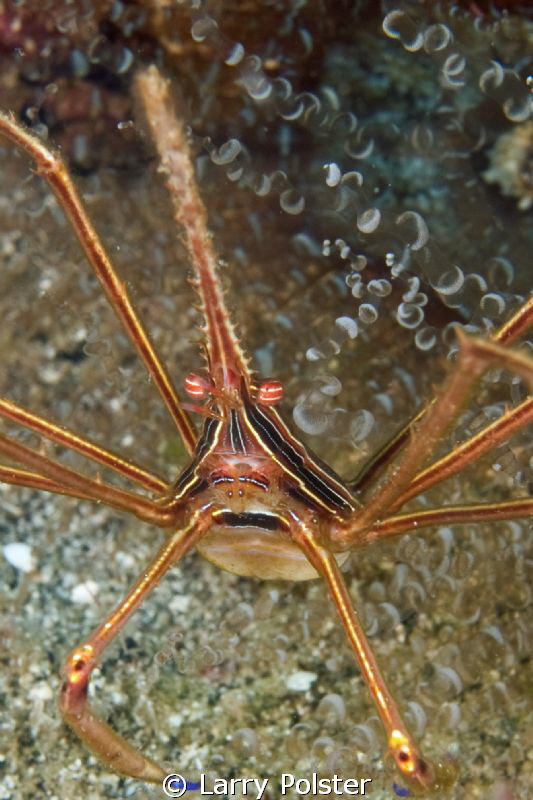 Arrow Crab, face shot. D300-60mm by Larry Polster 
