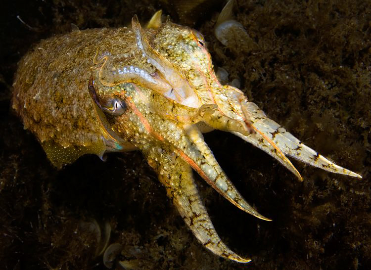 European Cuttlefish, Sepia officinalis, Corsica. by Jim Garland 